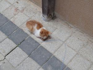 Bir Sürücünün Çarpıp Kaçtığı Kediye Duyarlı Vatandaş Sahip Çıktı