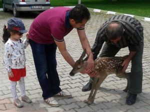 10 Günlük Geyik Yavrusuna Vatandaş Sahip Çıktı