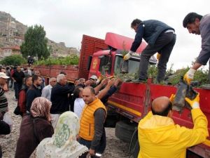 Nevşehir’de Külliye Anısına Fidan Dağıtımına Başlandı