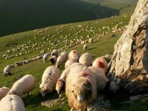 Ordu’da Koyunculuk Ayağa Kalktı