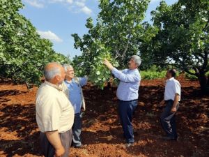 Büyükşehir Antep Fıstığına El Attı