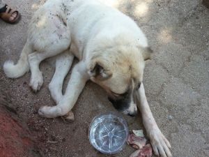 Ayağı Kırılan Köpeğe Veterinerler Bakmayınca Ortopedi Çalışanı Tedavi Etti