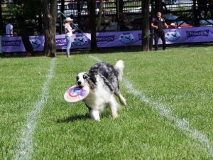 Köpekler Frizbiyi Havada Yakalamak İçin Yarıştı