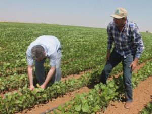 Mardin Ovasında Soya Fasulye Mısır’a Alternatif Ürün Yolunda