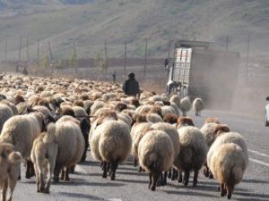 Hayvanların Sürü Halinde Karayoluna İnmesi Sürücülere Zor Anlar Yaşattı