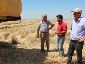 Silopi’de Buğday Hasadı Başladı