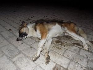 Muğla’da Sokak Köpekleri Zehirlenerek Öldürüldü