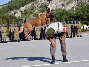 Jandarmanın Akıllı Köpeklerinden Gösteri