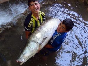 60 Kilogramlık Balığa Yoğun İlgi