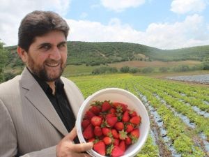 Derbent’te Organik Çilek Çiftçinin Yüzünü Güldürdü