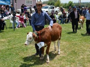 Kütahya’da ’En Güzel Buzağı’ Yarışması