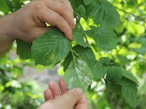 Fındıkta Külleme Hastalığına Karşı Mücadele