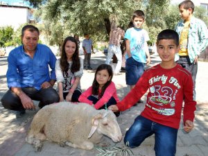 Aydın’da 'Kurban' telaşı devam ediyor