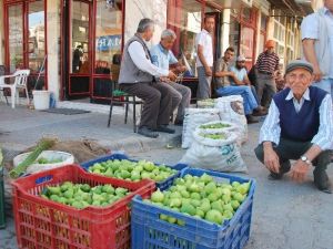 Aydın’da İncirler İleklenmeye Başladı