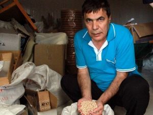 İhraç Edilen 3 Nohut Türünden 2’sini Ktae Geliştirdi