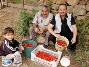 Çilekte Marka Demirciören