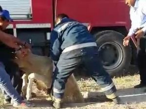 Kuyuya Düşen İnek İtfaiye Ekipleri Tarafından Kurtarıldı