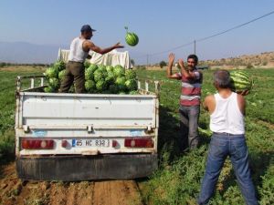 Olumsuz Hava Koşulları Karpuzun Gelişimini Yavaşlattı