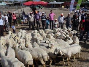 30 Üreticiye Yüzde 80 Hibeli 137 Koç Dağıtıldı