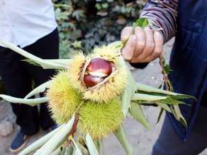 Aydın’da kestane hasadı başladı