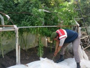 - Marmaris’te Jandarmadan Uyuşturucu Tarlasına Operasyon