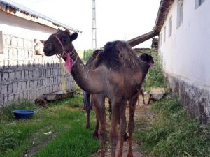 Çöllerde Yetişen Develer Artık Bozok Yaylasında Yetişecek