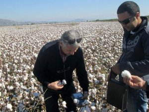 Pamuk hasadında denetim ve eğitimler devam ediyor