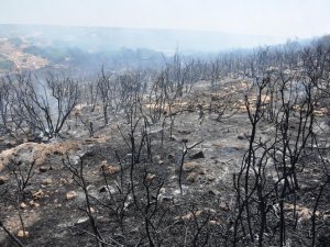 Didim'de makilik alanda yangın