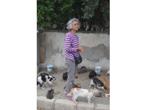 Kediler için savaşıyor