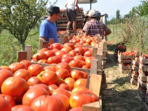 Hava şartları domatesi vurdu