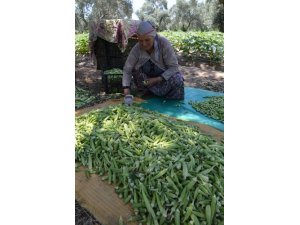 Hem oruç tutuyor hem tarlada çalışıyor