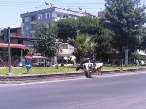 Belediyenin İşini Bu İnekler Yapıyor
