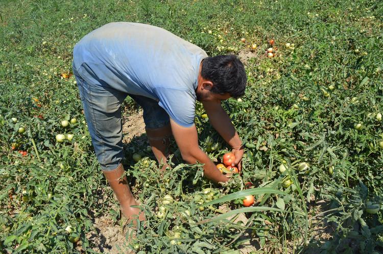 Mahsuller tarlada, çiftçiler darda kalıyor