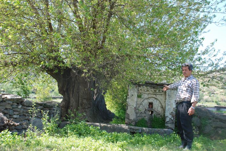 300 yaşındaki Kelveli Kavağı korunmayı bekliyor