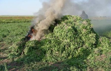 Sultanhisar ve Köşk'te uyuşturucu operasyonu