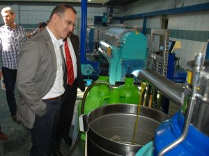 Didim Zeytin Festivali'nde zeytin hasadı yapıldı