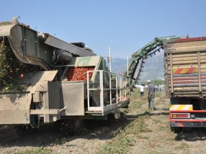 Söke’de makineyle domates toplama devri başladı