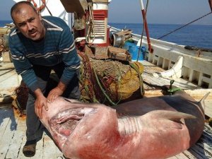 Kuşadası’nda Ağlara 600 Kiloluk Köpekbalığı Takıldı
