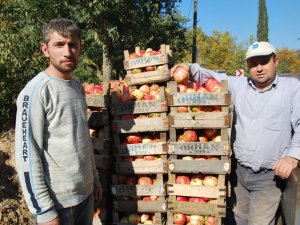Nar Üreticisi Hayal Kırıklığı Yaşıyor