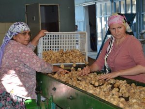 Nazilli inciri pazara çıktı
