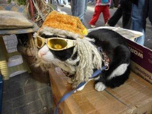 Bu Kedi Gözlük Takıyor