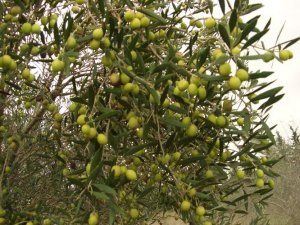 Zeytin toplama ücreti açıklandı