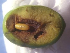 Zeytin sineğine dikkat