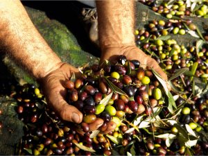 Zeytin üreticisinin yüzü gülüyor