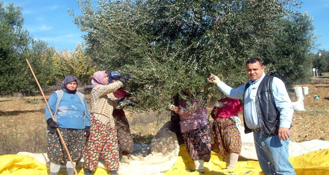 Zeytin fiyatları üreticiyi sevindirdi