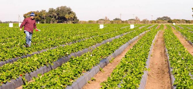 Aydın'da bin 82 çiftçiye afet yardımı