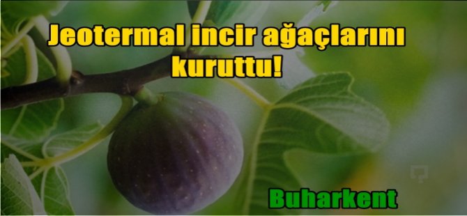 Jeotermal incir ağaçlarını kuruttu