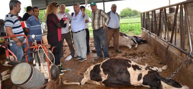 AYDEM, çiftçinin zararını karşıladı