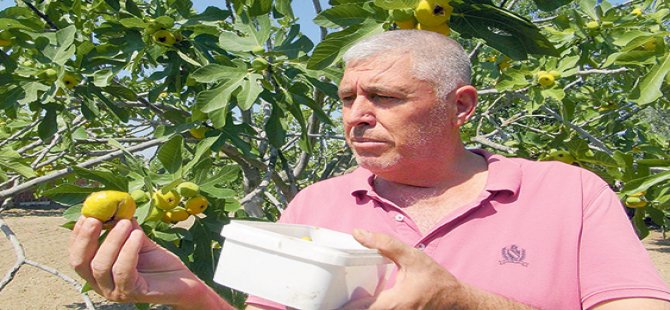 Jeotermal gazı inciri dalında çürütüyor!
