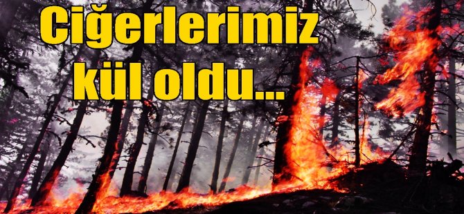 Karıncalı dağı alev topuna döndü !